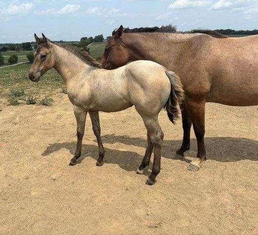 dun-all-around-trail-riding-horse