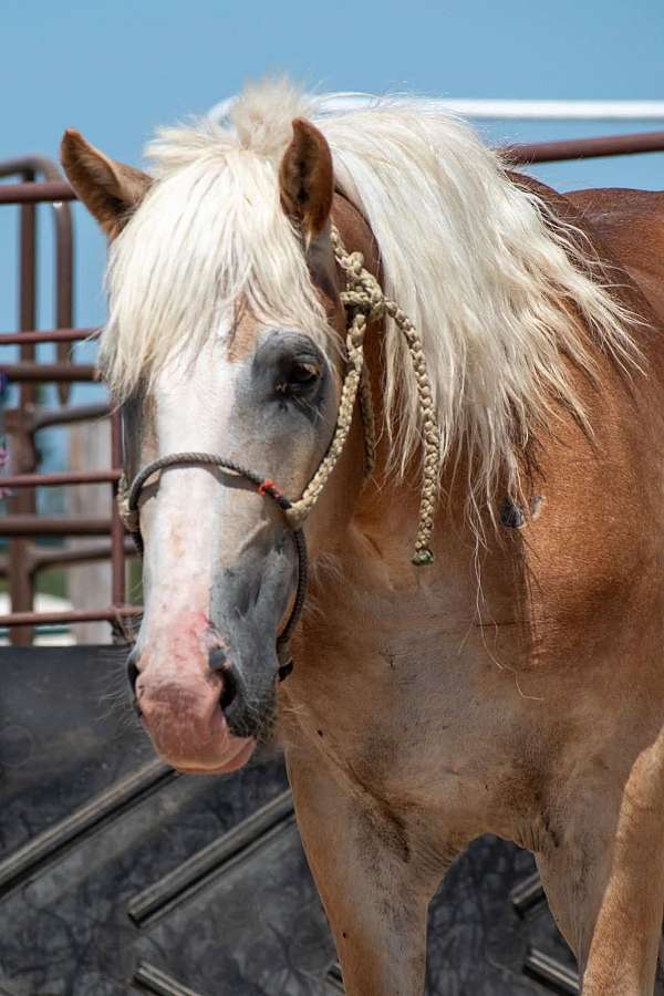 sorrel-haflinger-gelding