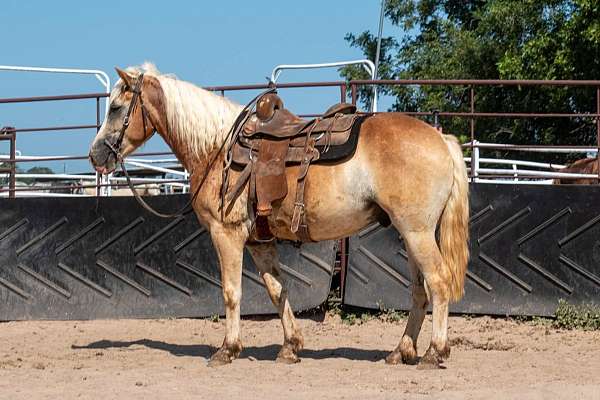 sorrel-gelding-for-sale