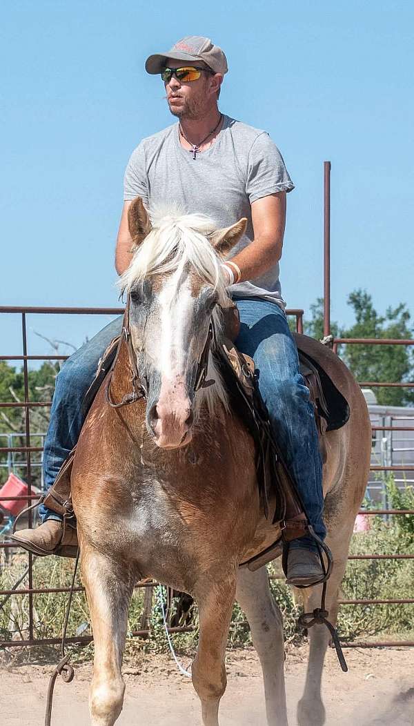 14-hand-haflinger-gelding