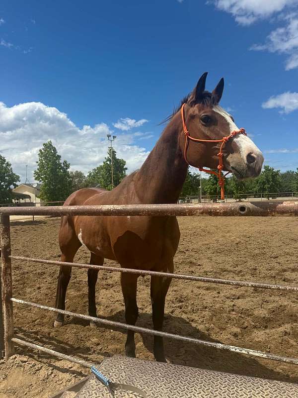 pinto-appendix-for-sale