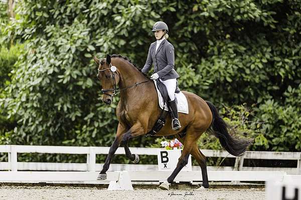 dressage-3rd-level-hanoverian-horse