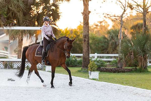 down-hanoverian-horse