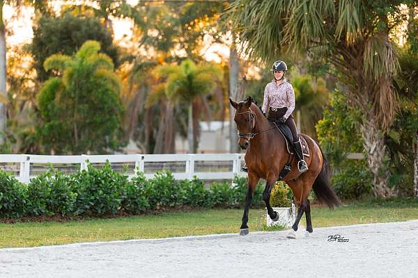 enjoyable-hanoverian-horse