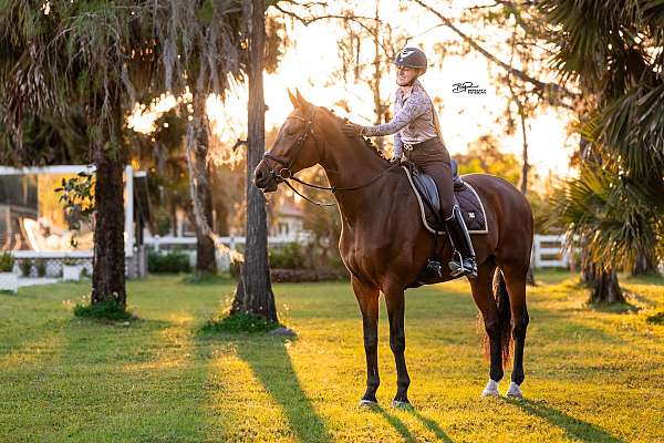 heading-hanoverian-horse