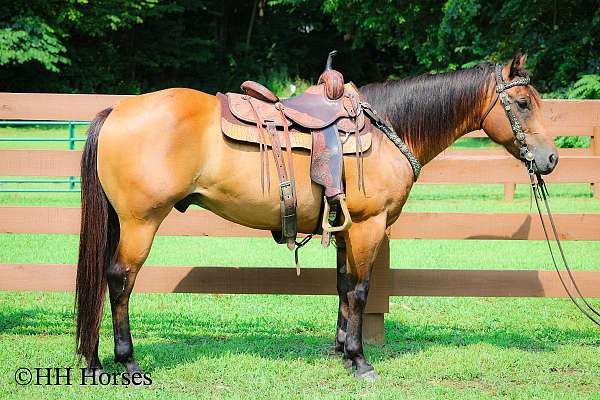 athletic-quarter-horse