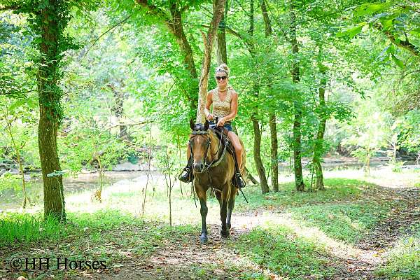 beginner-quarter-horse