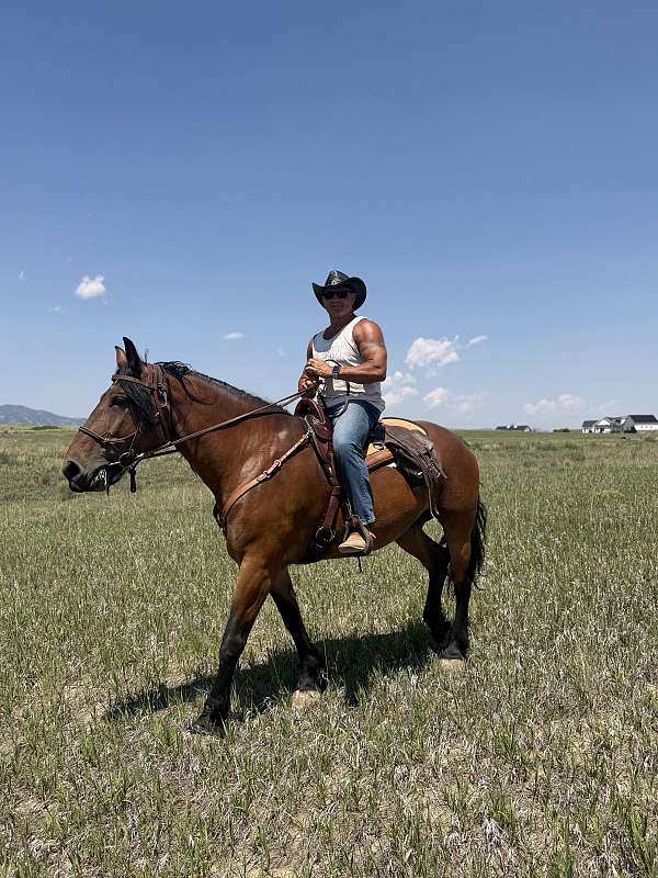 bay-belgian-mare
