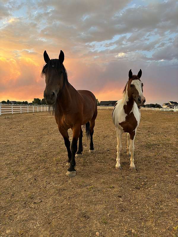 18-hand-belgian-mare
