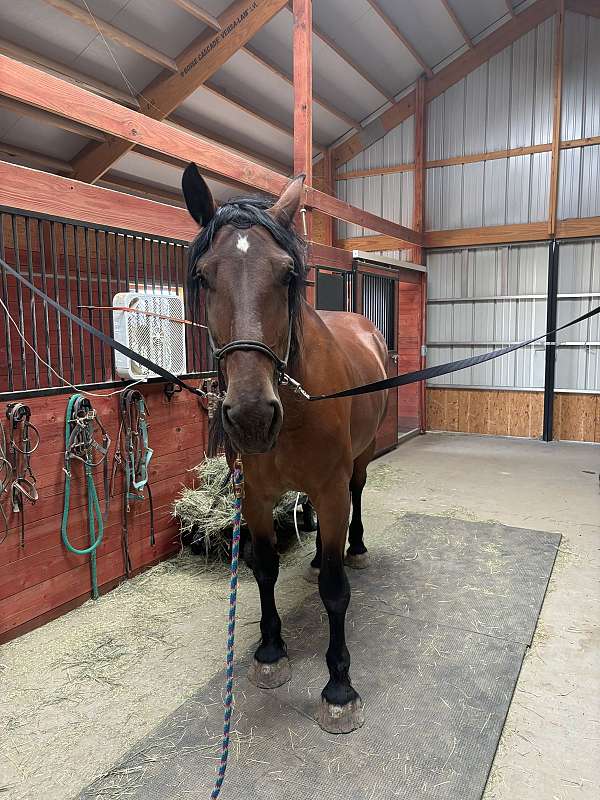 18-hand-belgian-horse
