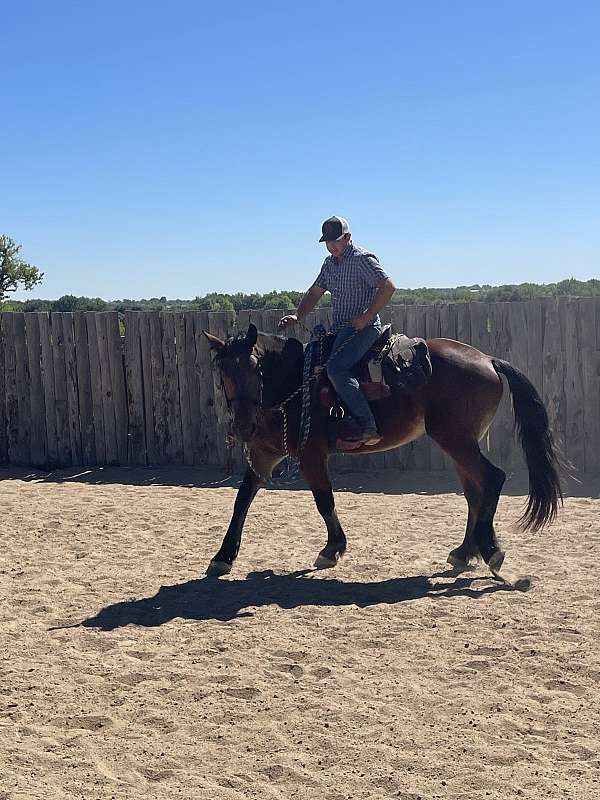 18-hand-bay-horse