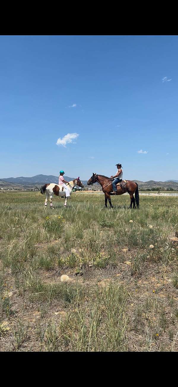 18-hand-mare