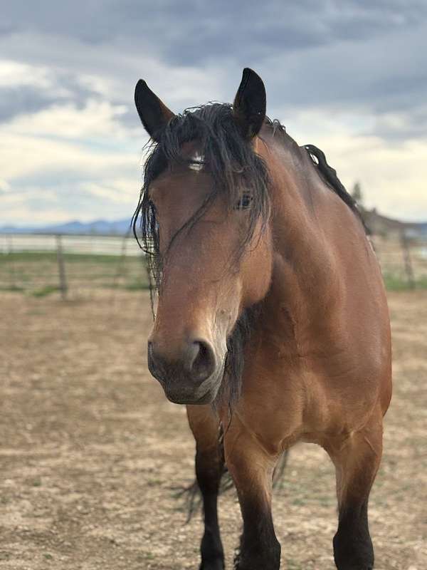 bay-belgian-horse
