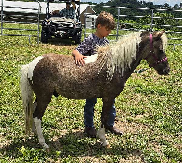 don-paint-pony