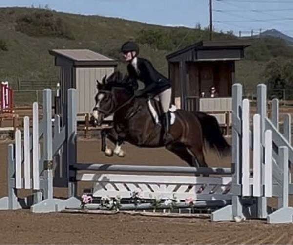 13-hand-warmblood-pony