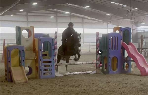 all-around-warmblood-pony