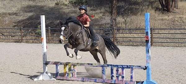 athletic-warmblood-pony