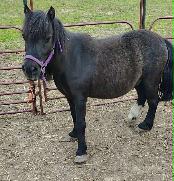 1-white-hind-sock-pony