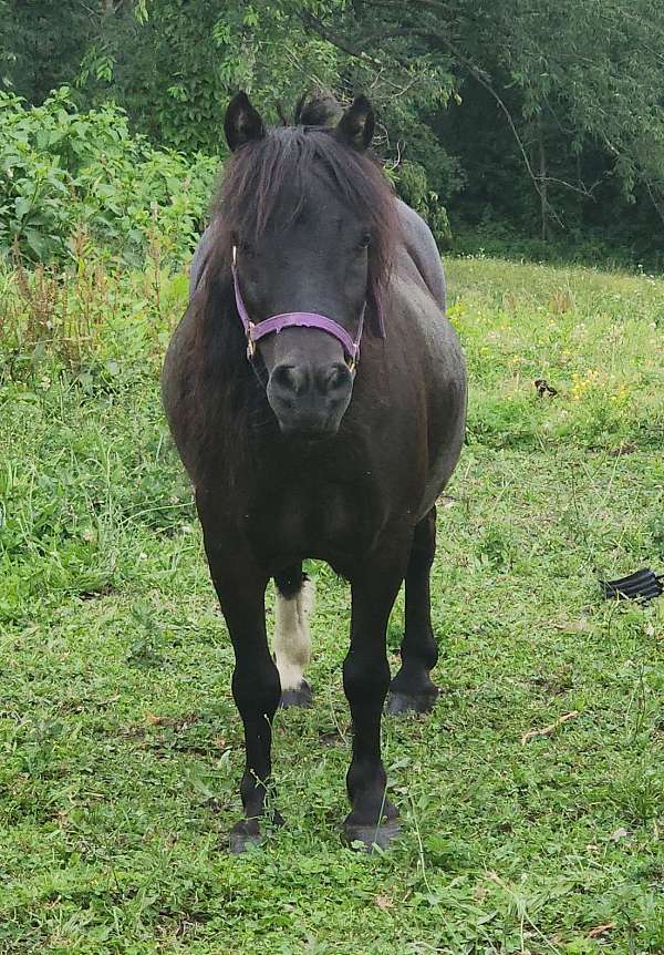 black-1-white-hind-sock-pony