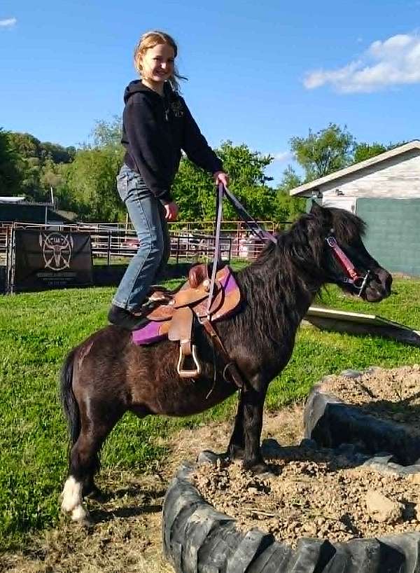 83-hh-pony