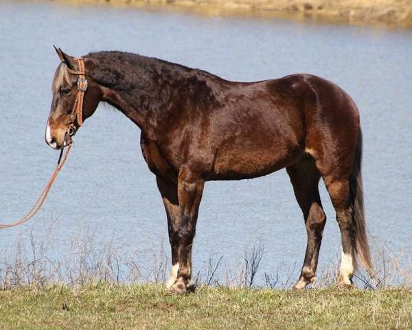 western-dressage-rocky-mountain-horse