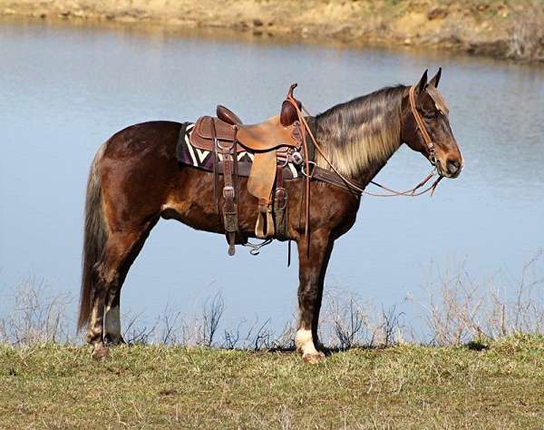 chocolate-western-dressage-horse