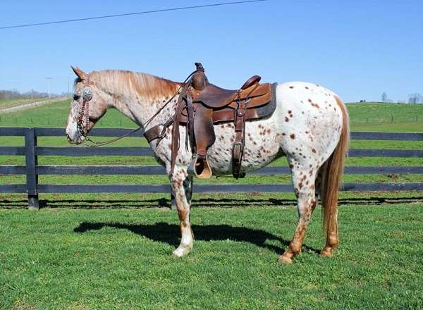 red-roan-pacing-horse