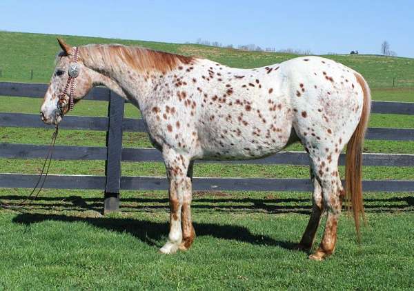 red-roan-roan-appaloosa-quarter-horse-gelding