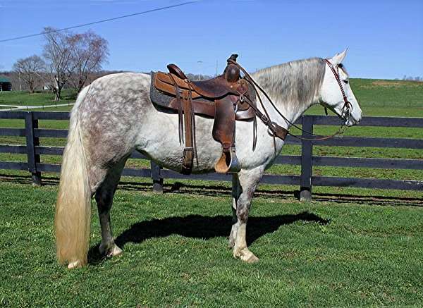all-around-saddlebred-horse