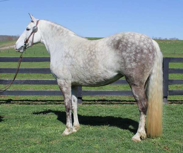 beginner-saddlebred-horse