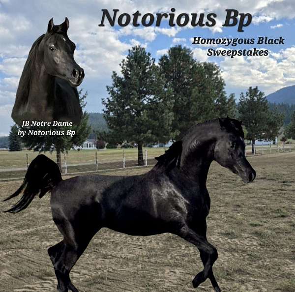 star-two-tiny-fetlock-whites-horse