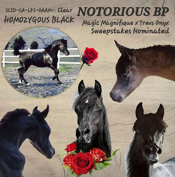black-star-two-tiny-fetlock-whites-horse