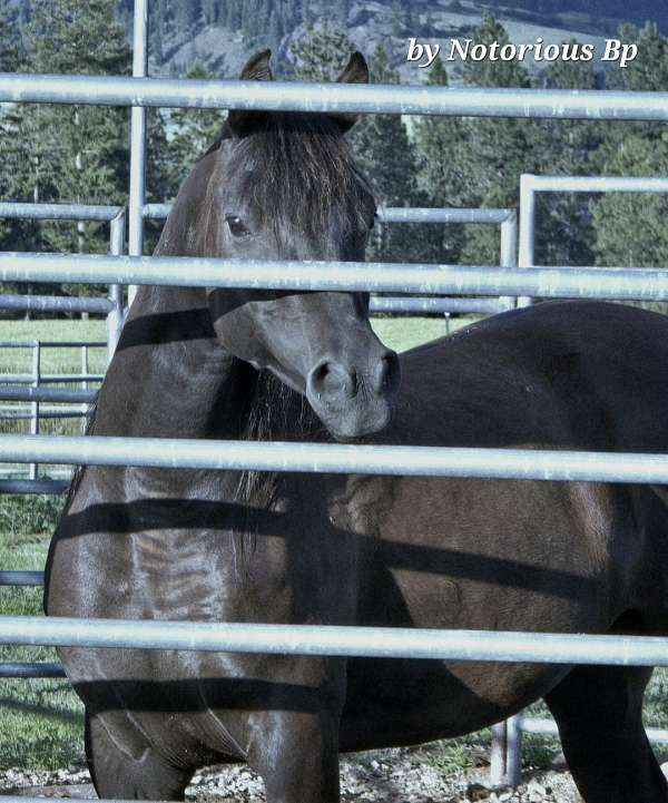 star-two-tiny-fetlock-whites