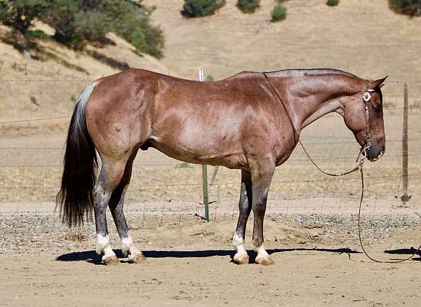 all-around-quarter-horse