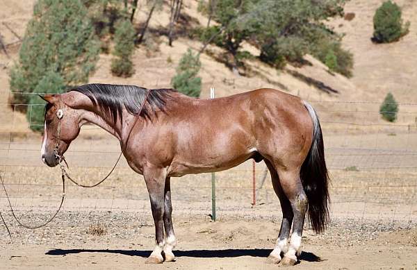 athletic-quarter-horse