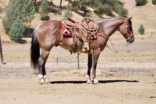 beginner-quarter-horse