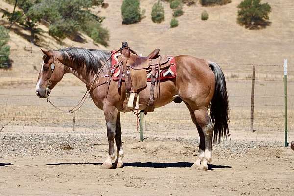 calf-roping-quarter-horse