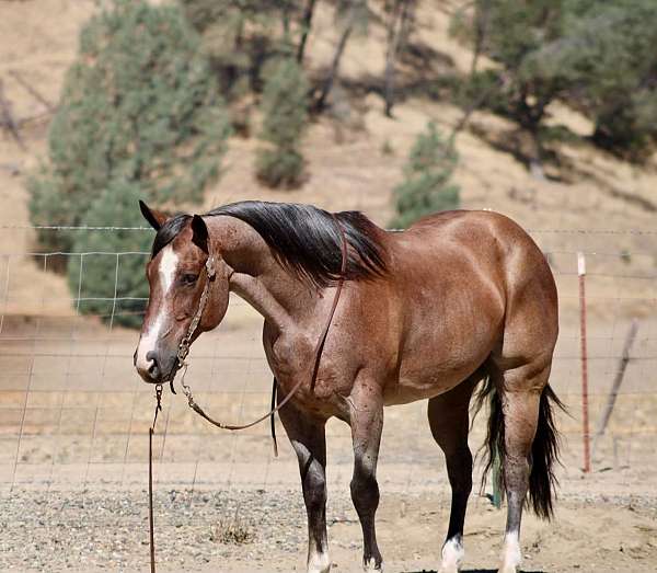 endurance-quarter-horse