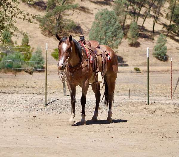 experienced-quarter-horse