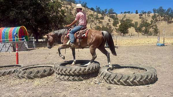 husband-safe-quarter-horse