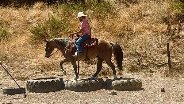 kid-safe-quarter-horse