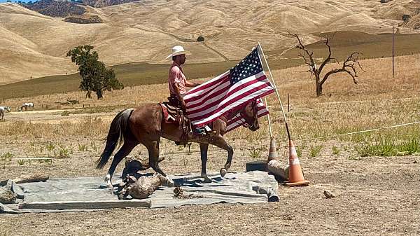 performance-quarter-horse