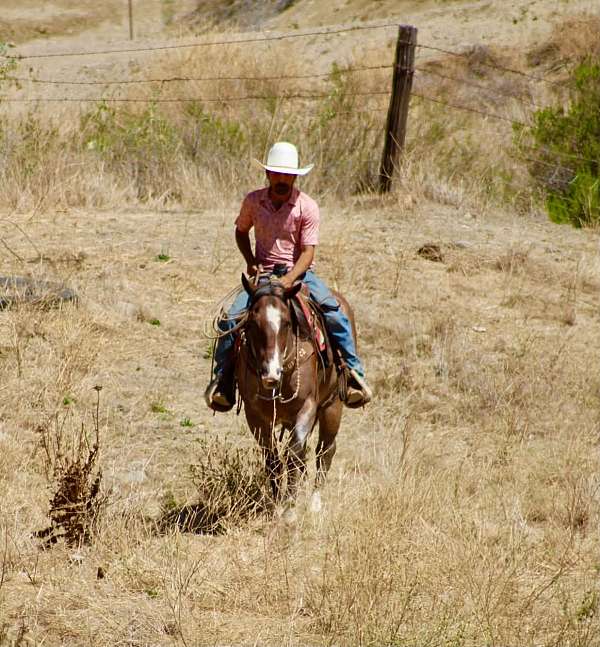ranch-quarter-horse