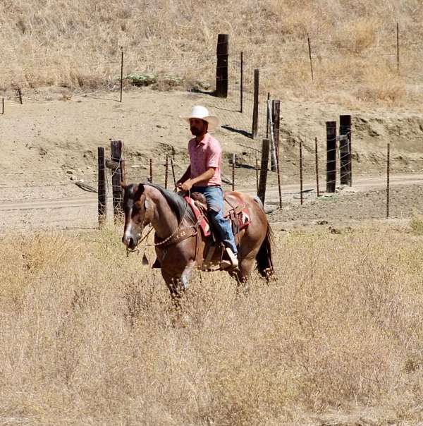 ranch-versatility-quarter-horse