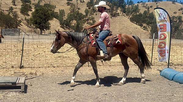 ridden-western-quarter-horse