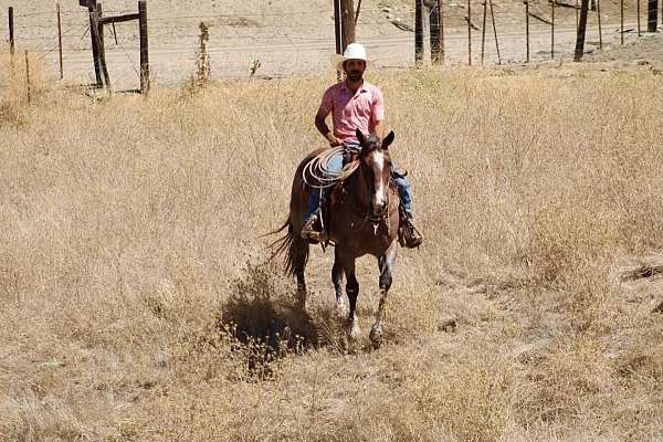 roping-quarter-horse