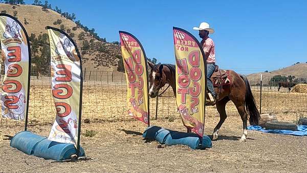 team-roping-quarter-horse