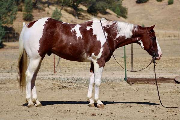 all-around-paint-horse