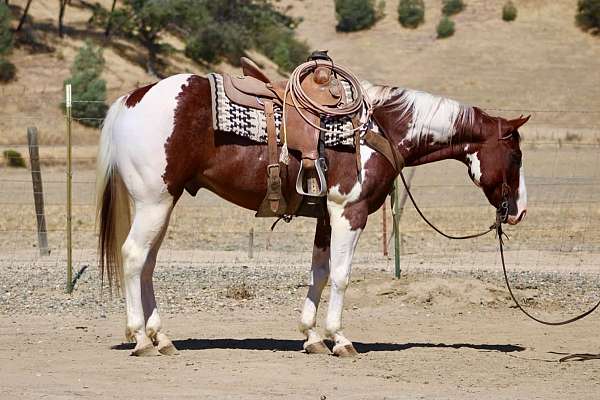 athletic-paint-horse