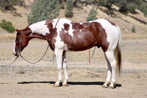 beginner-paint-horse